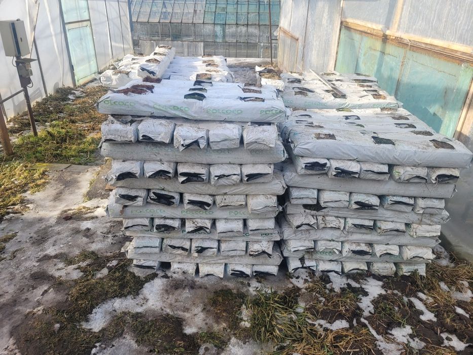 Maty kokosowe po uprawie pomidorow