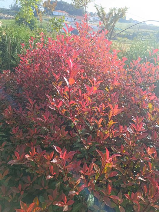 Photinia/ fotinia para jardim