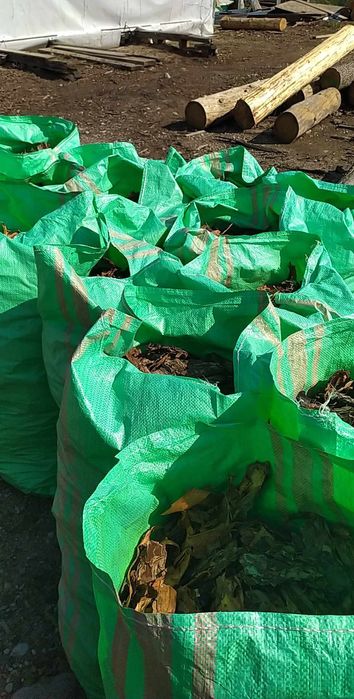 Kora Sosnowo -świerkowa