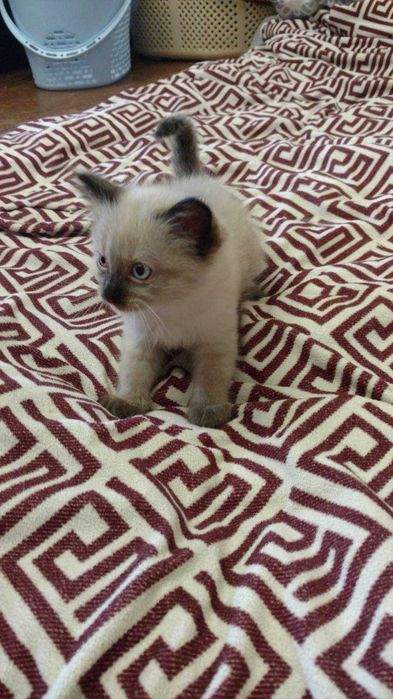 Невский маскарадный котёнок