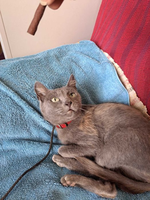 Gato Cinza para adoção responsável
