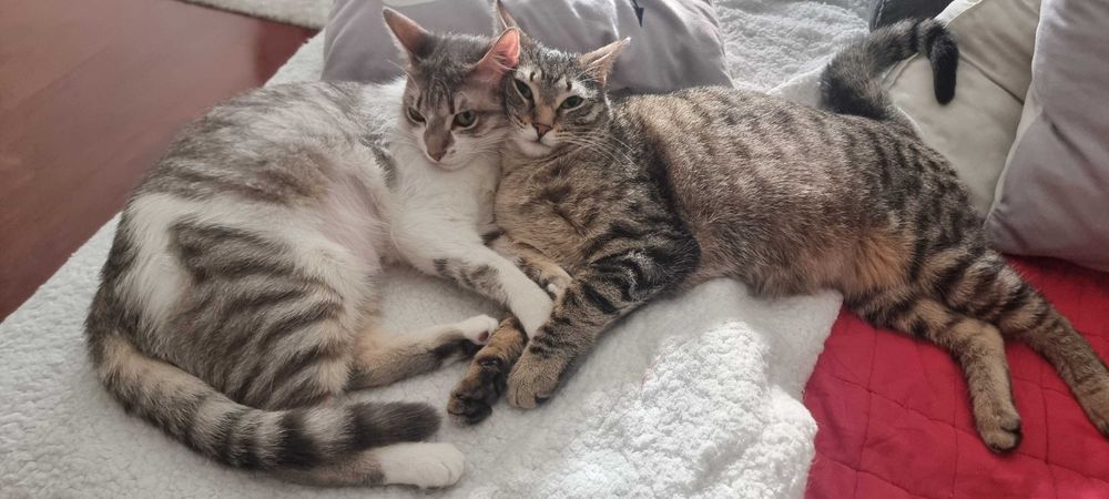 Gatas para adoção