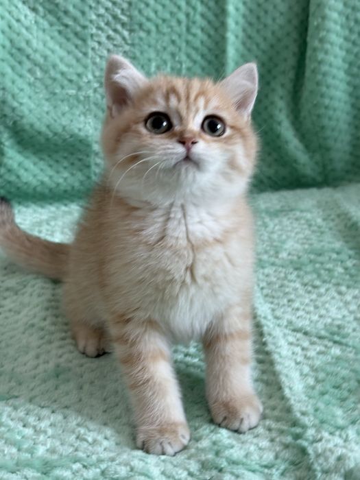 Chłopczyk brytyjski