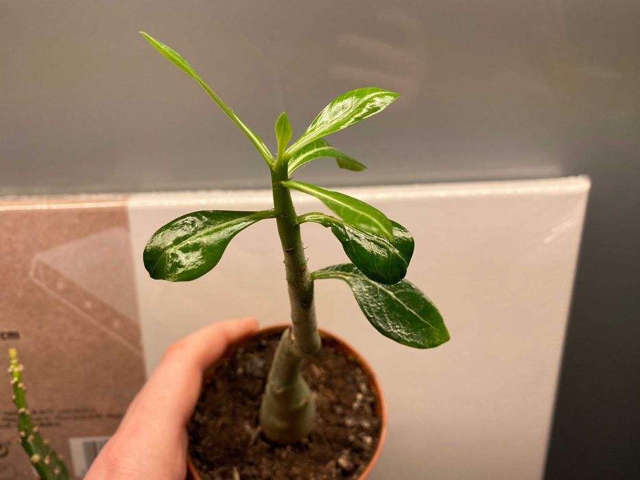 Adenium sukulent