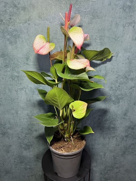 Антуріум Принцеса Амалія h 80 см