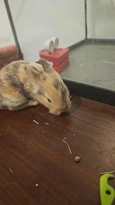 Coelhos anãos e orelhudos