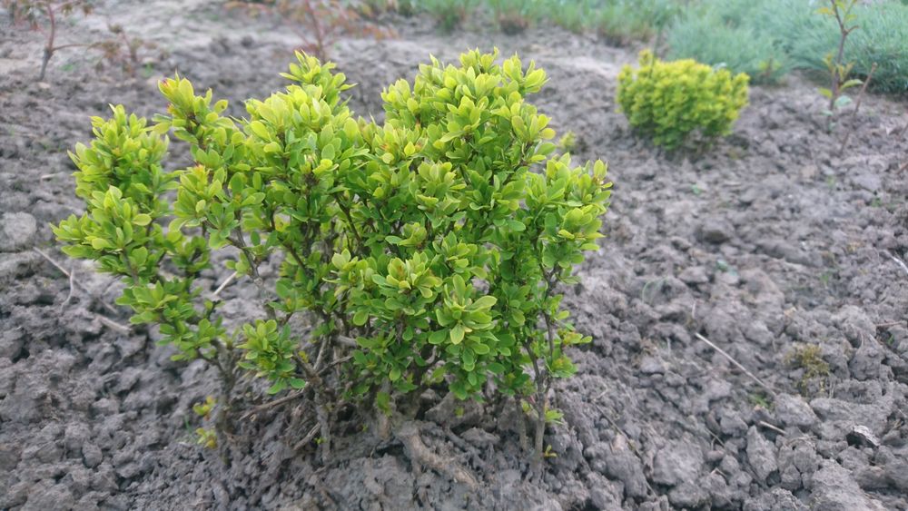 Барбарис карликовий, жимолость шапочна