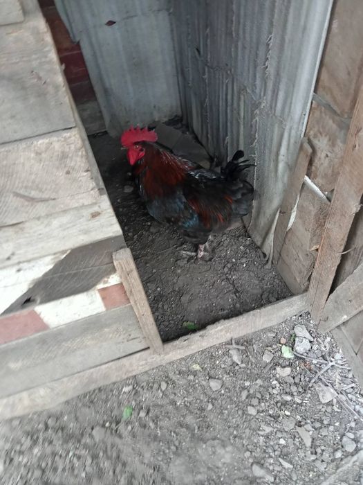 Півні, півники. Білефельдер Лівенська. Легбар. Маран