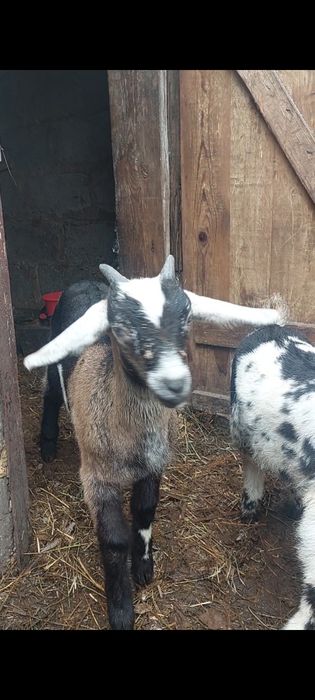 Англонубийские козлята (девочка и мальчик) от высокоудойных родителей