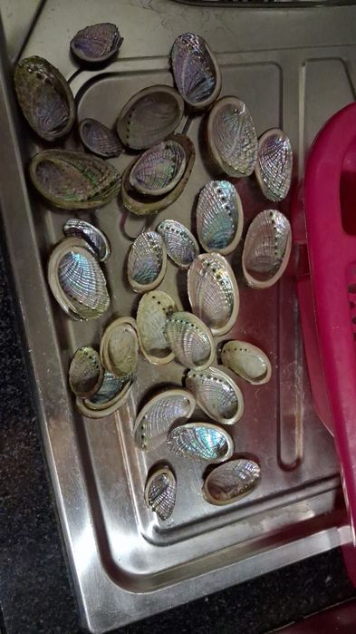 Abalone/ Lapas burras/ conchas