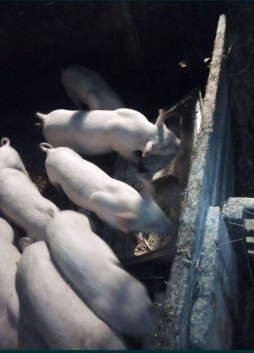 Prosięta trzoda świnie