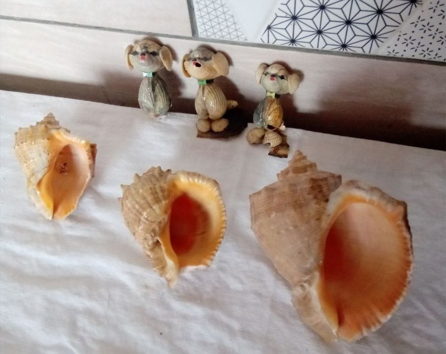 Ракушки в акваріум