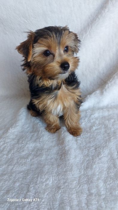 Yorkshire Terrier Biewer Carrier SUCZKA GOTOWA DO ODBIORU