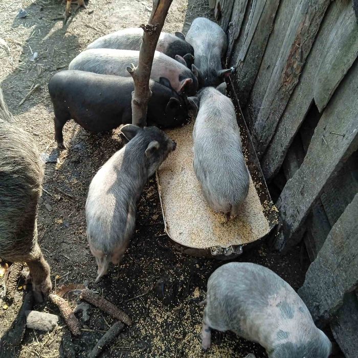 Продам поросят в'єтнамських вік 2 місяців. Ціна 1700