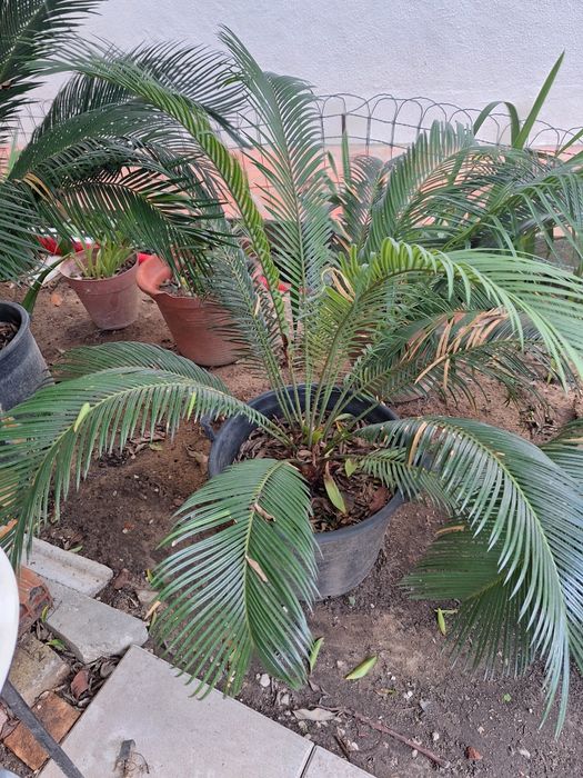 Cycas para jardins