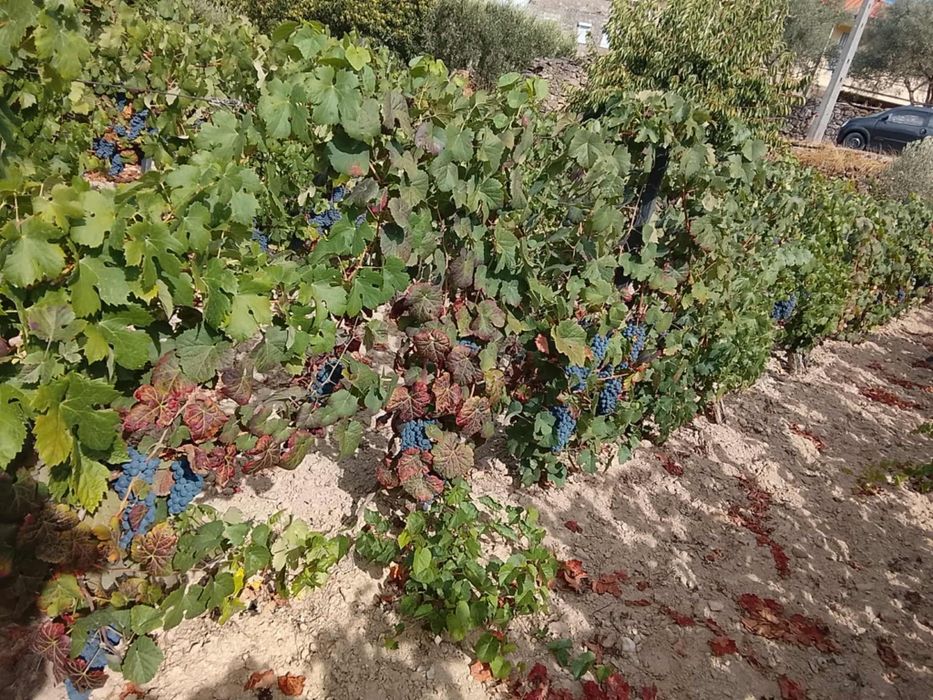 Vendo uvas com boa qualidade