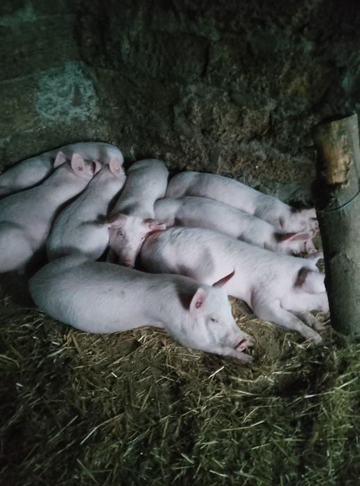 Замовлення Весна