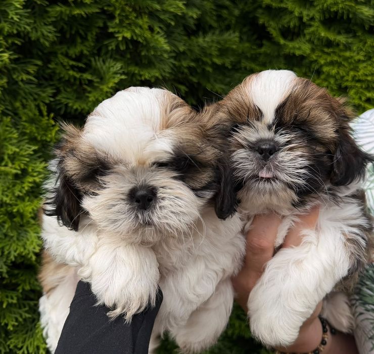 Shih tzu. Polecam