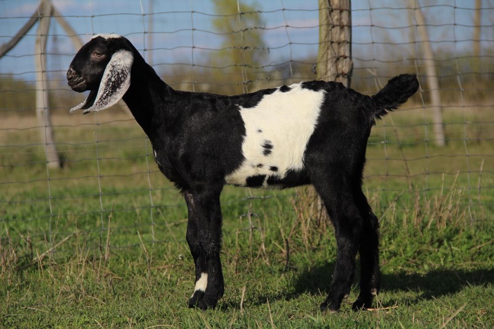 Англо Нубійські козочки