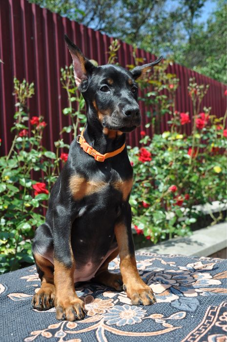 Добермани (розплідник)