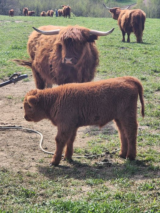 Sprzedam bydło Highland w różnym wieku