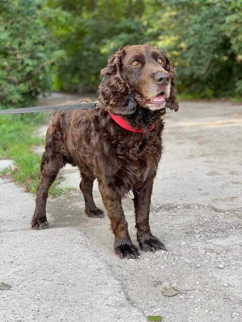 CZAKO w typie spaniela do adopcji