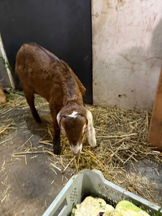 koziołek anglonubijski