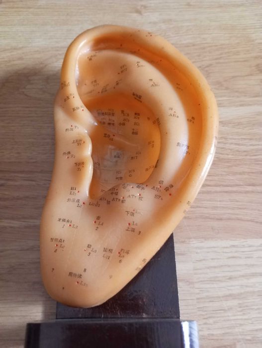 MODELO DE ORELHA COM PONTOS DE ACUPUNCTURA COM 22CM