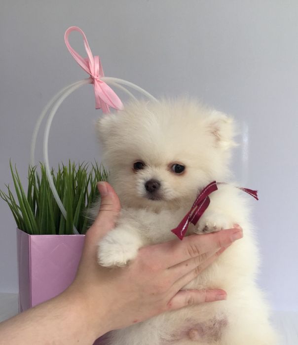 Прекрасні  Шпіци VIP  Хлопчики та Дівчатка