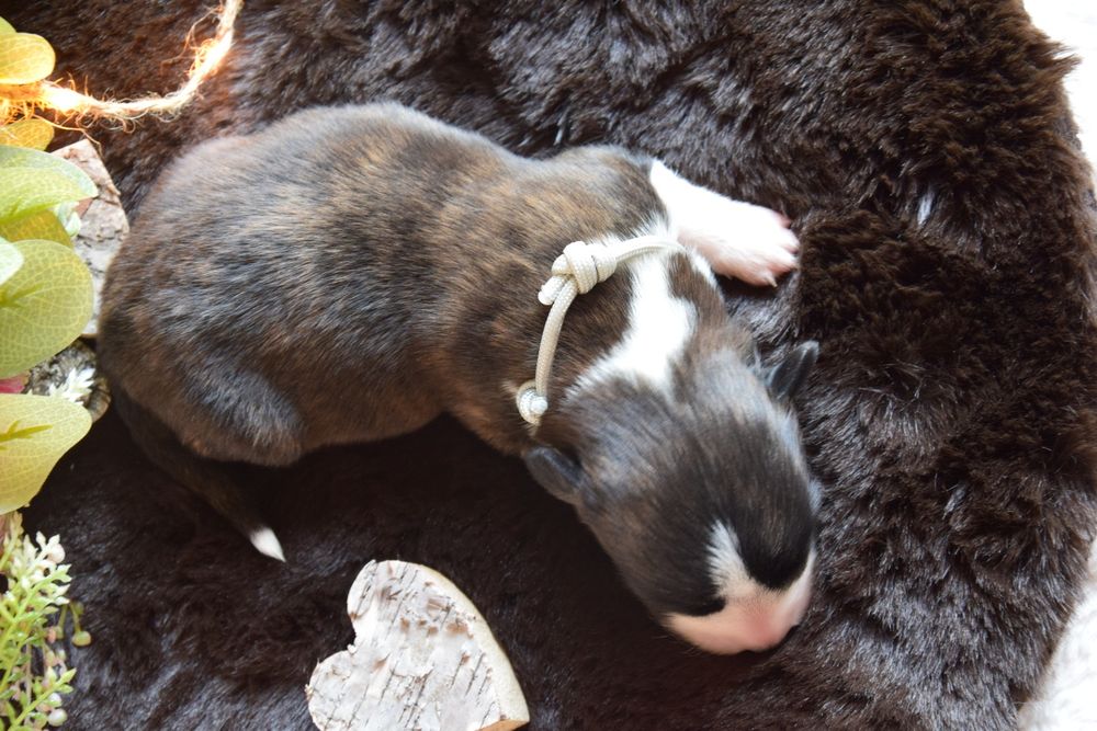 Chłopiec Welsh Corgi odbiór połowa czerwca!!