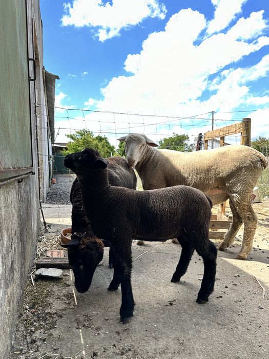 Borrego excelente (para venda ou troca)