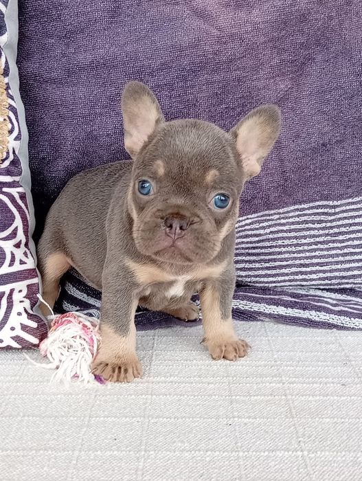 Buldog francês lilac tan