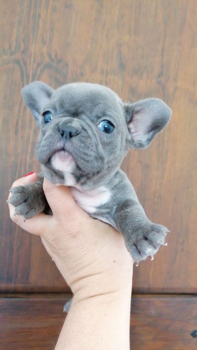Buldog francês blue