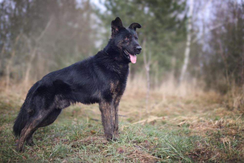 BIES w typie owczarka.Upodlony i samotny.Serce się kraja na jego widok
