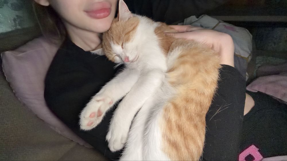 Котик молодий кастрований,кіт