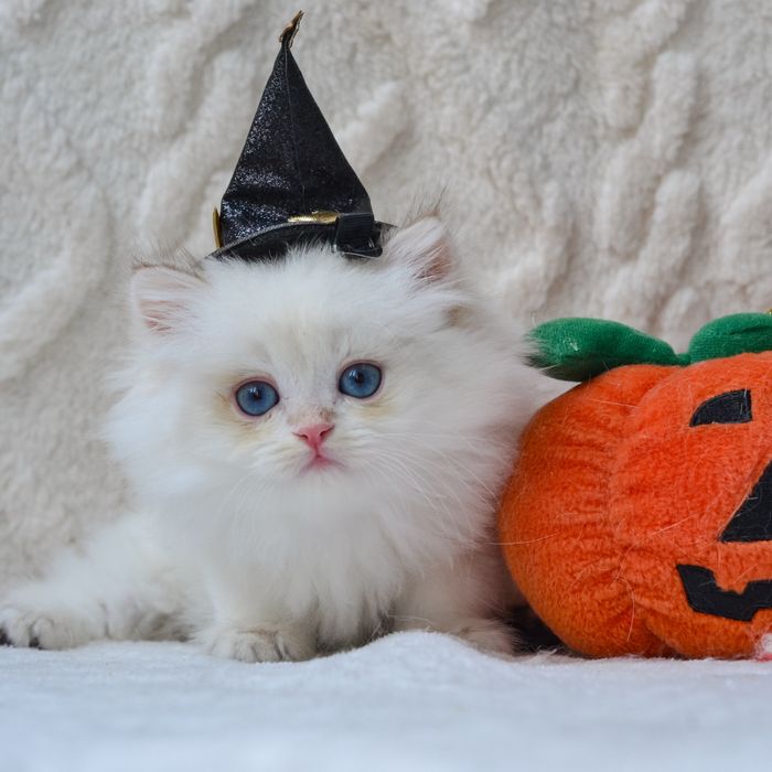 Хлопчик британської породи