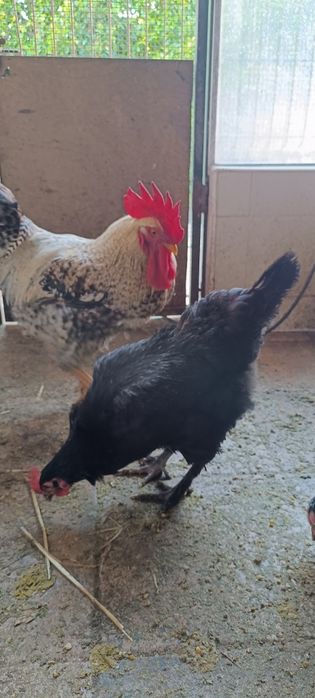 Ovos Galados Marans (Ovos de chocolate) x Pedrês
