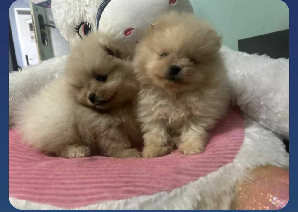 Okazja!!! Szpic miniaturowy do rezerwacji