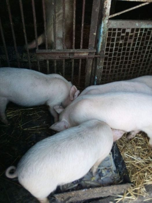 Продам  поросята