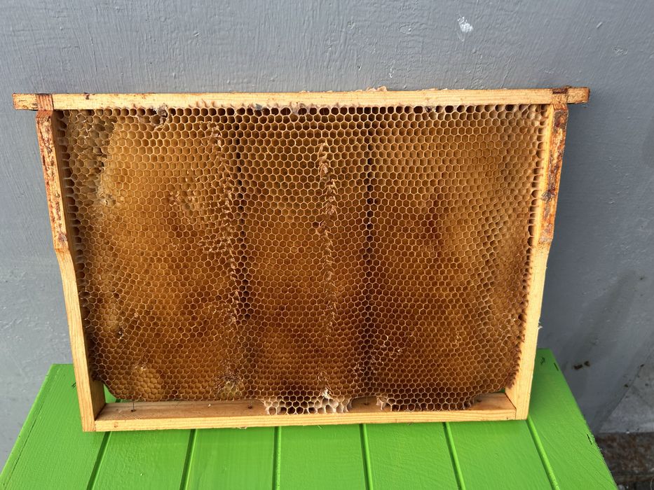 Ramki z suszem pszczelim