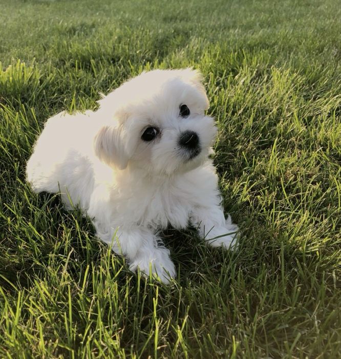 Bichon maltes menino