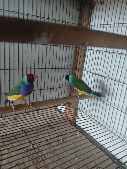 Diamantes gould machos