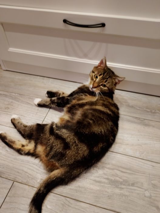 Rovenka czeka na dom