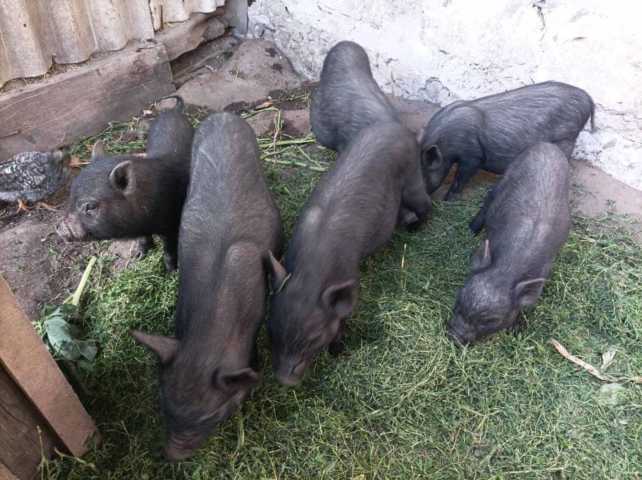 В'єтнамські кабанчики.Можлива доставка по району.