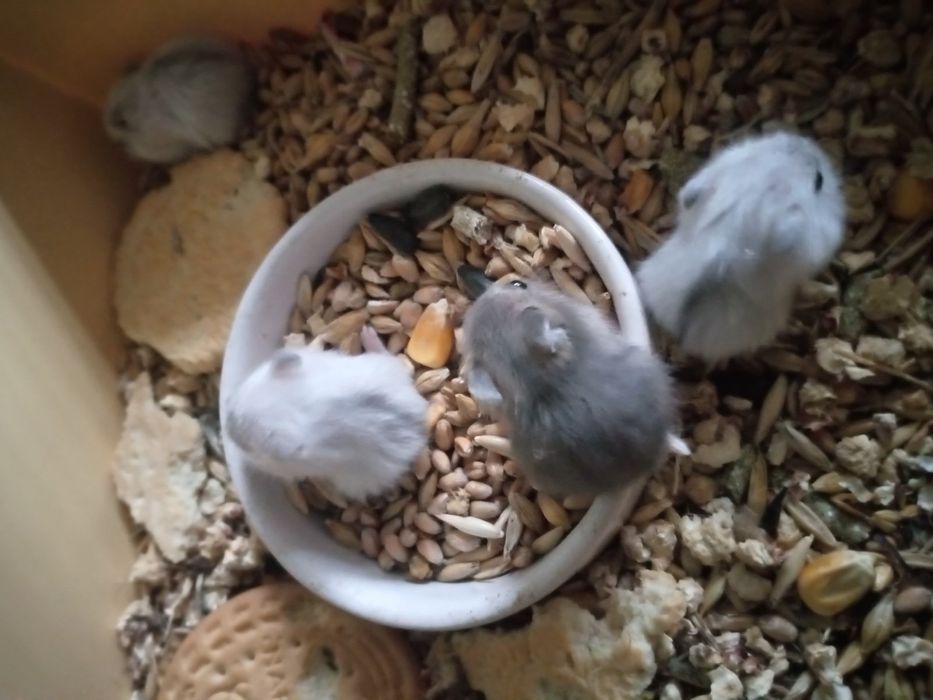 Хомячки Кременчуг