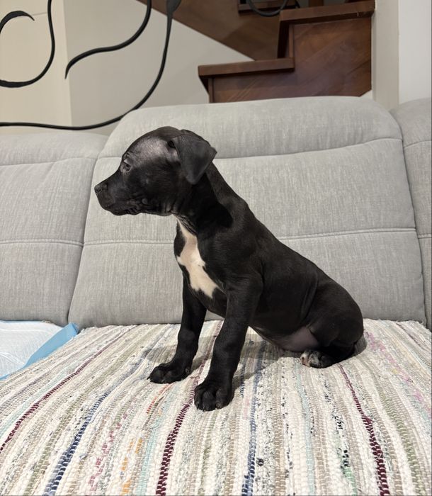 Amstaff suczka czarna