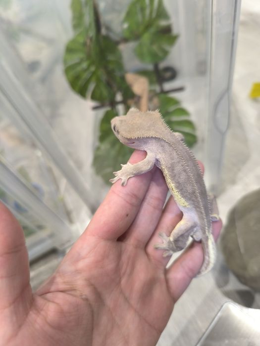 Gekon orzęsiony samiec