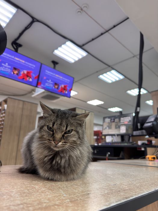 Киця у люблячу сімʼю