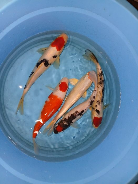 Carpas koi tancho  selecção  premium