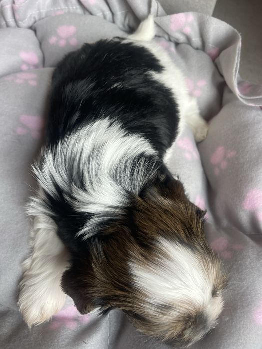 Flapi Tricolor Yorkshire Terrier piesek